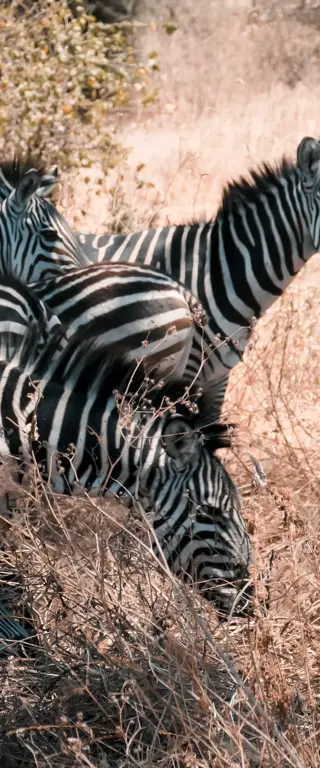 Verantwortungsvolle Safaris